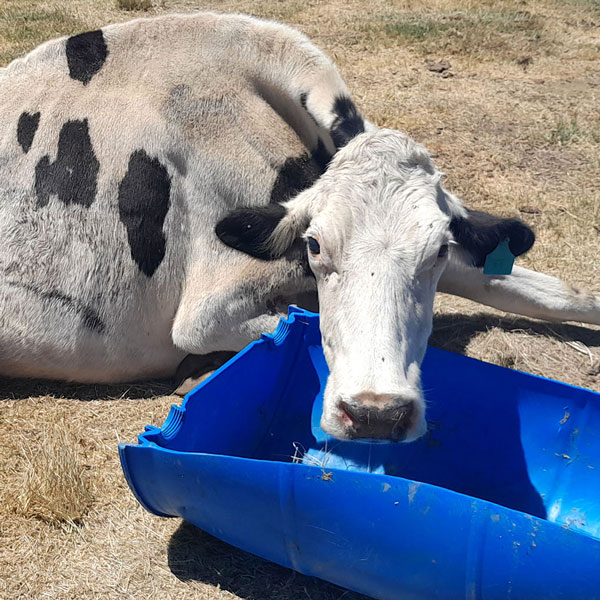 (Photo: NSPCA)